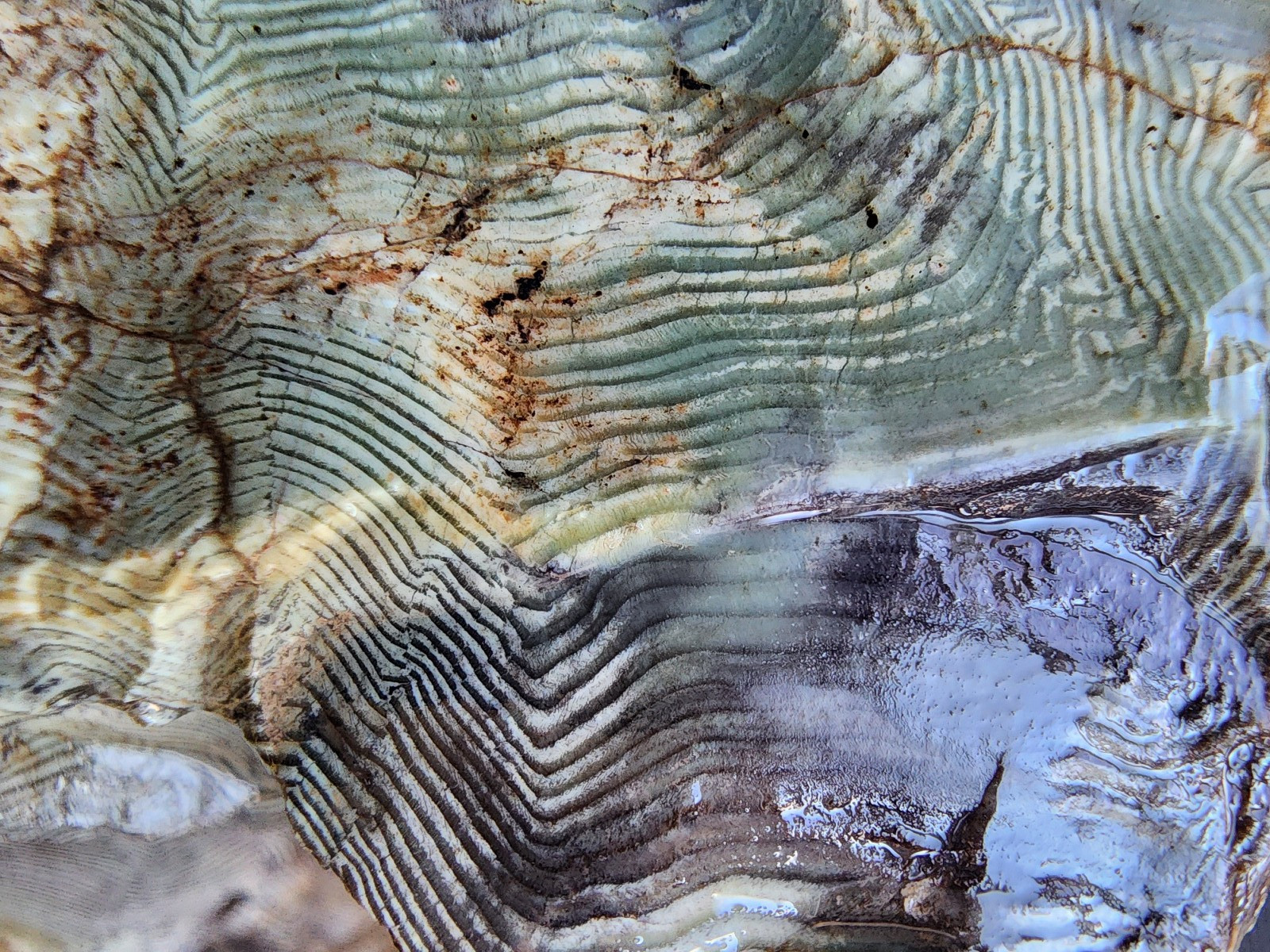 14.5 lbs (6.6 kg) Opal Petrified Wood, Petrified Wood Specimen, Large Petrified