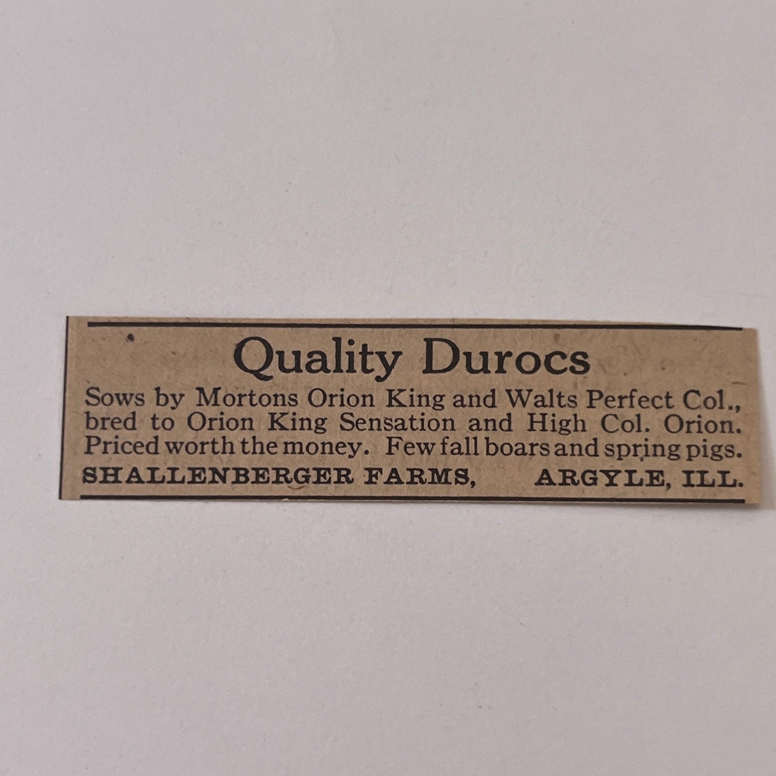 Shallenberger Farms Quality Durocs Mortons Orion King Argyle IL 1923 Ad SAG8-S13