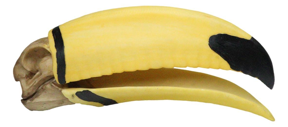 Realistic Faux Toco Toucan Skull with Yellow and Black Beak Sculpture 9