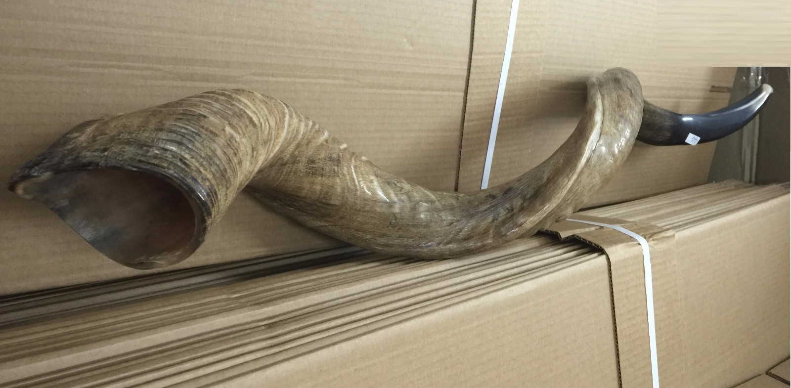 Amazing Kudu Yemenite SHOFAR Horn Kosher Full Natural From Israel 32 Judaica