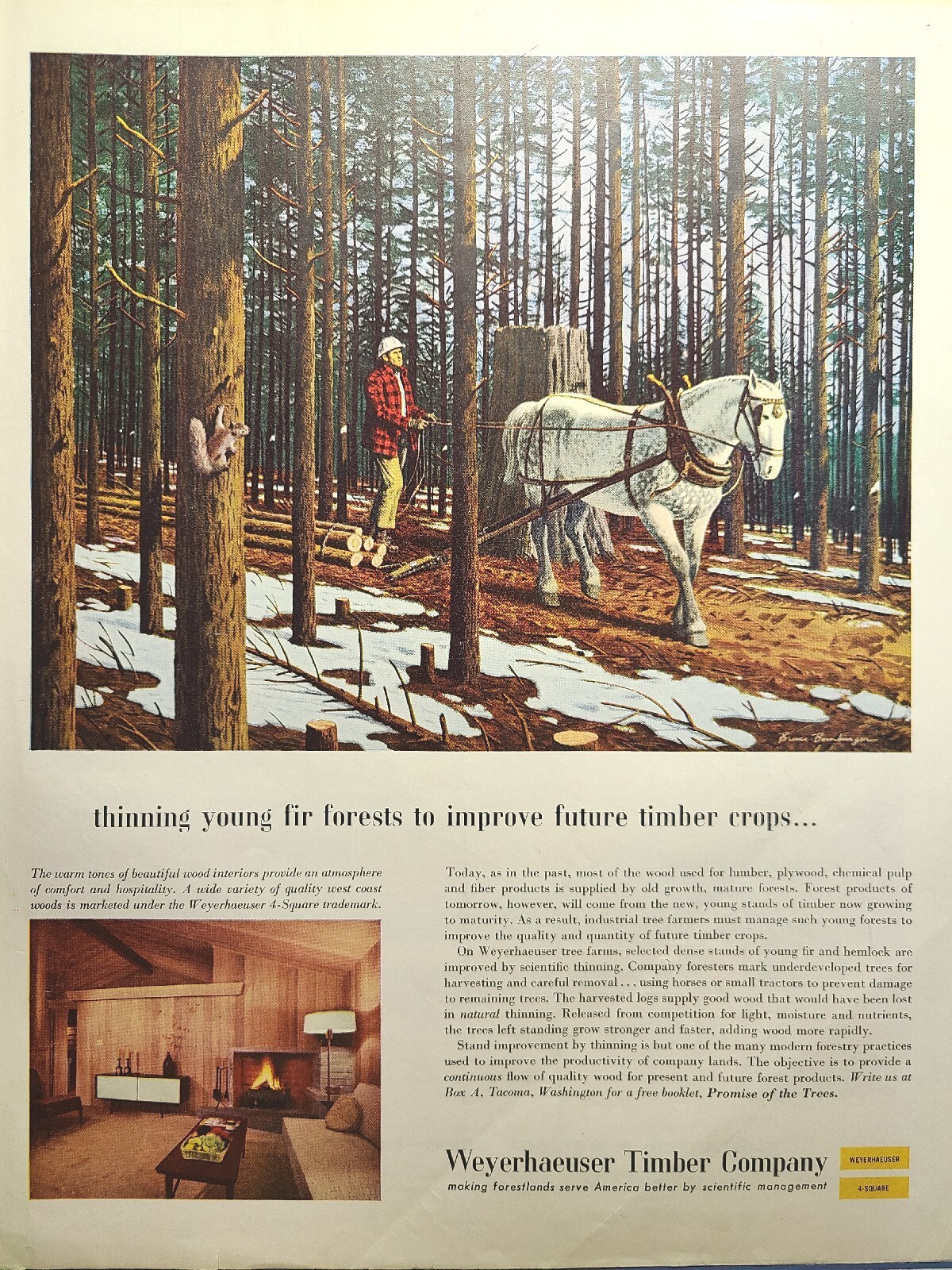 Weyerhaeuser Timber Co. Tacoma WA Draft Horse Skidding Log Vintage Print Ad 1958 Weyerhaeuser Timber Co. Tacoma WA Draft Horse Skidding Log Vintage Print Ad 1958