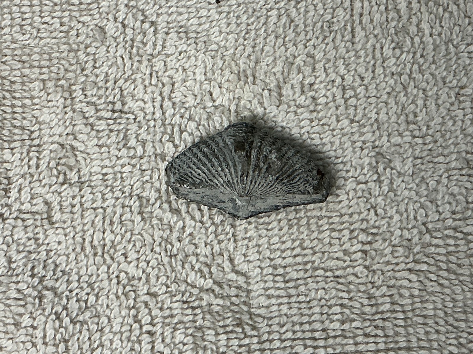 Brachiopod Fossil Ridged Shell Approx. 1.25 inches