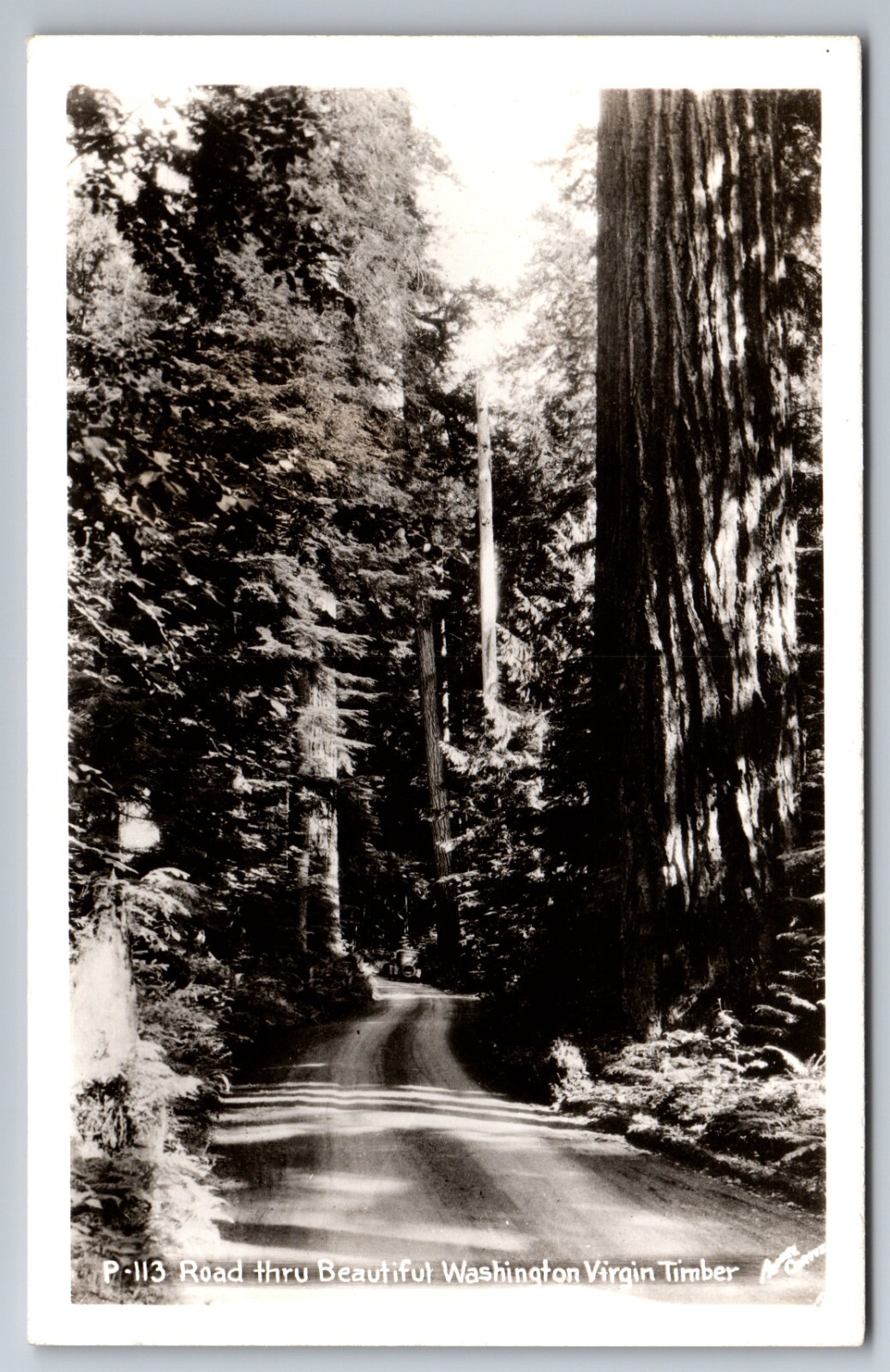 C.1940 RPPC WASHINGTON WA ROAD THRU WASHINGTON VIRGIN TIMBER PHOTO Postcard P37 C.1940 RPPC WASHINGTON WA ROAD THRU WASHINGTON VIRGIN TIMBER PHOTO Postcard P37