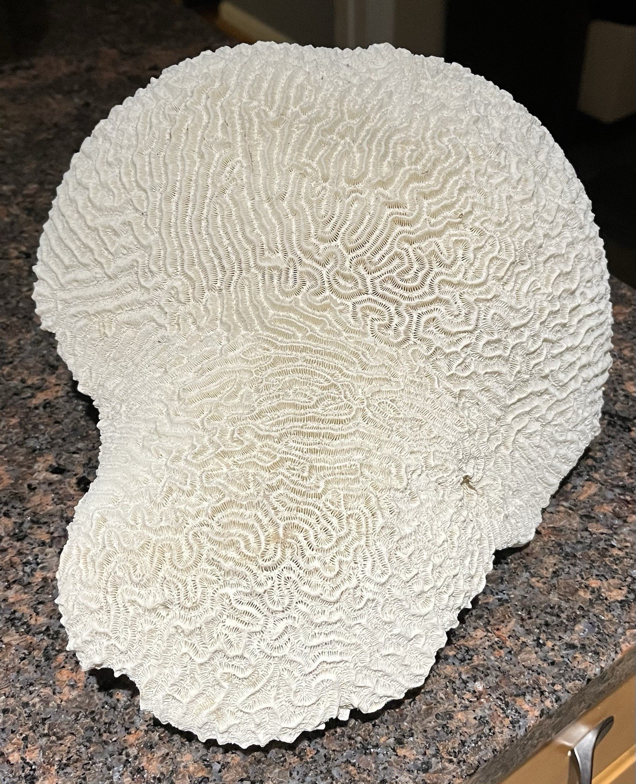 VTG Large Natural White Brain Coral Specimen Coastal Nautical Decor 11” 9 lbs