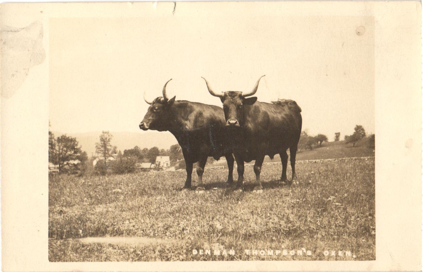Denman Thompson\'s Oxen Swanzey NH RPPC Real Photo Postcard c1910 Unused