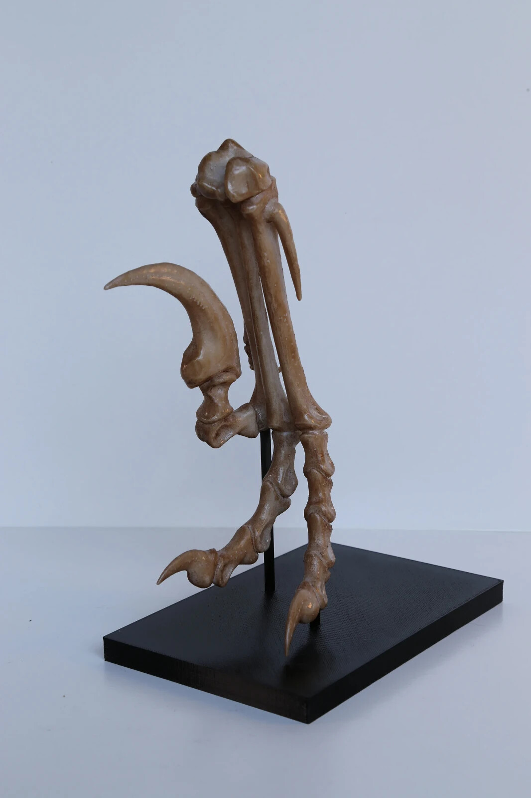 Velociraptor Foot Replica – Museum Quality Dinosaur Display Mount -free shipping