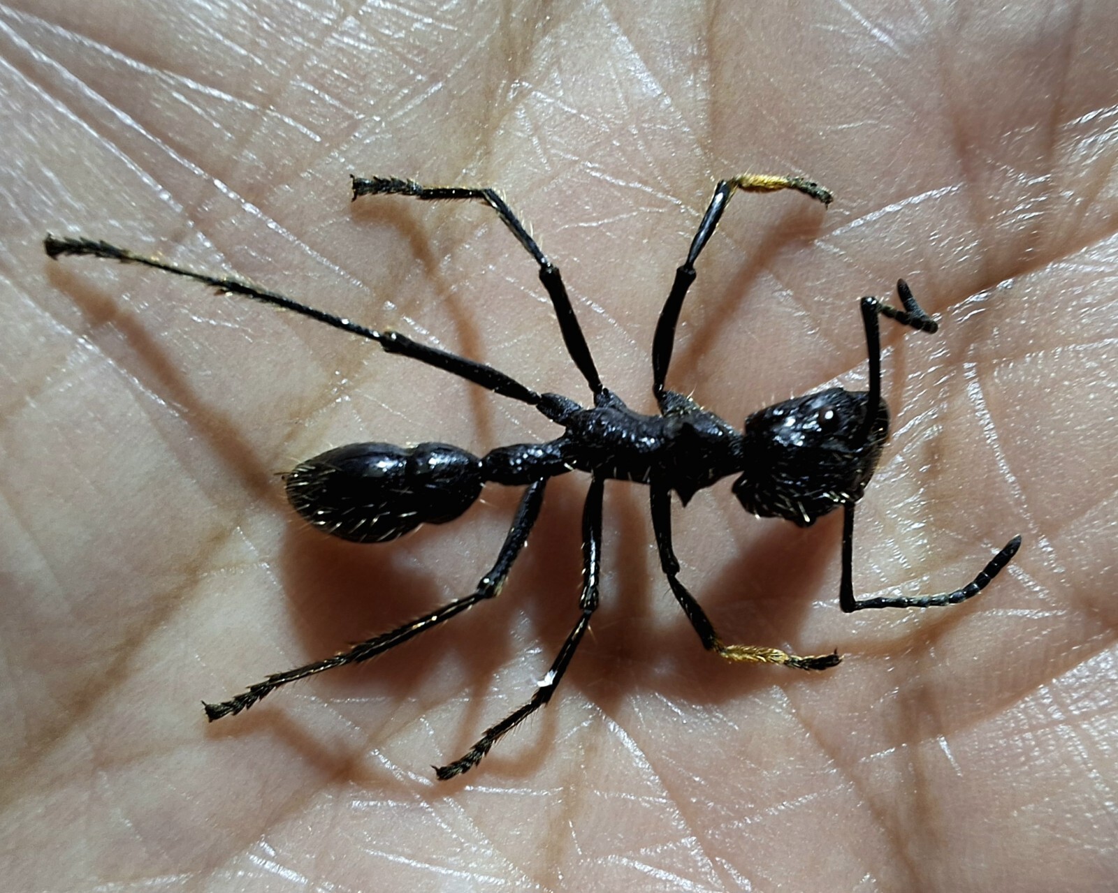 FORMICIDAE/ REAL BULLET ANT SPECIMENT PARAPONERA CLAVATA SIZE 19-24MM LOT OF 10.