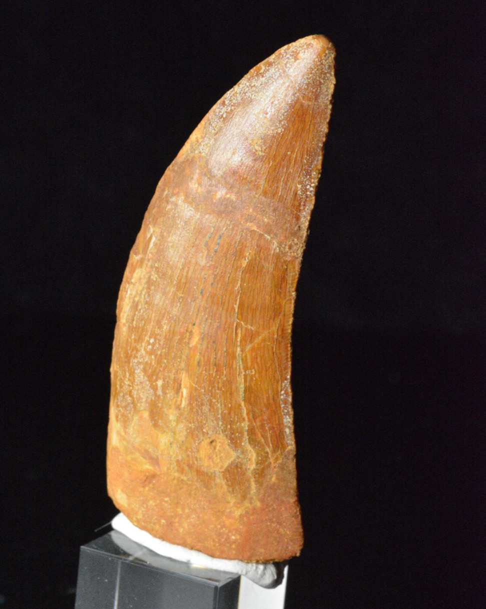 Carcharodontosaurus Dinosaur Tooth, Kem Kem, Morocco 2.72\