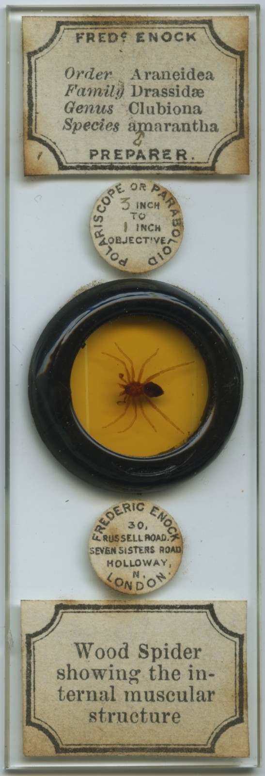 Antique microscope slide by Enock - Polar Wood Spider, Deep Cell