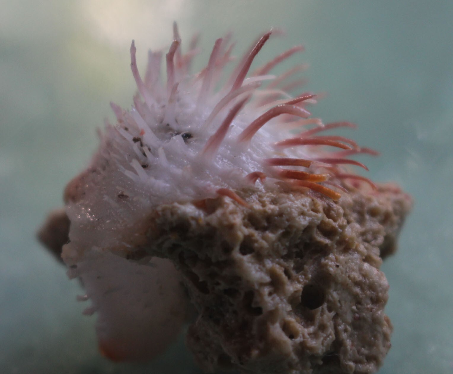 spondylus albibarbatus 33mm F+++ caught in Siargao island EP JAN 162 2023