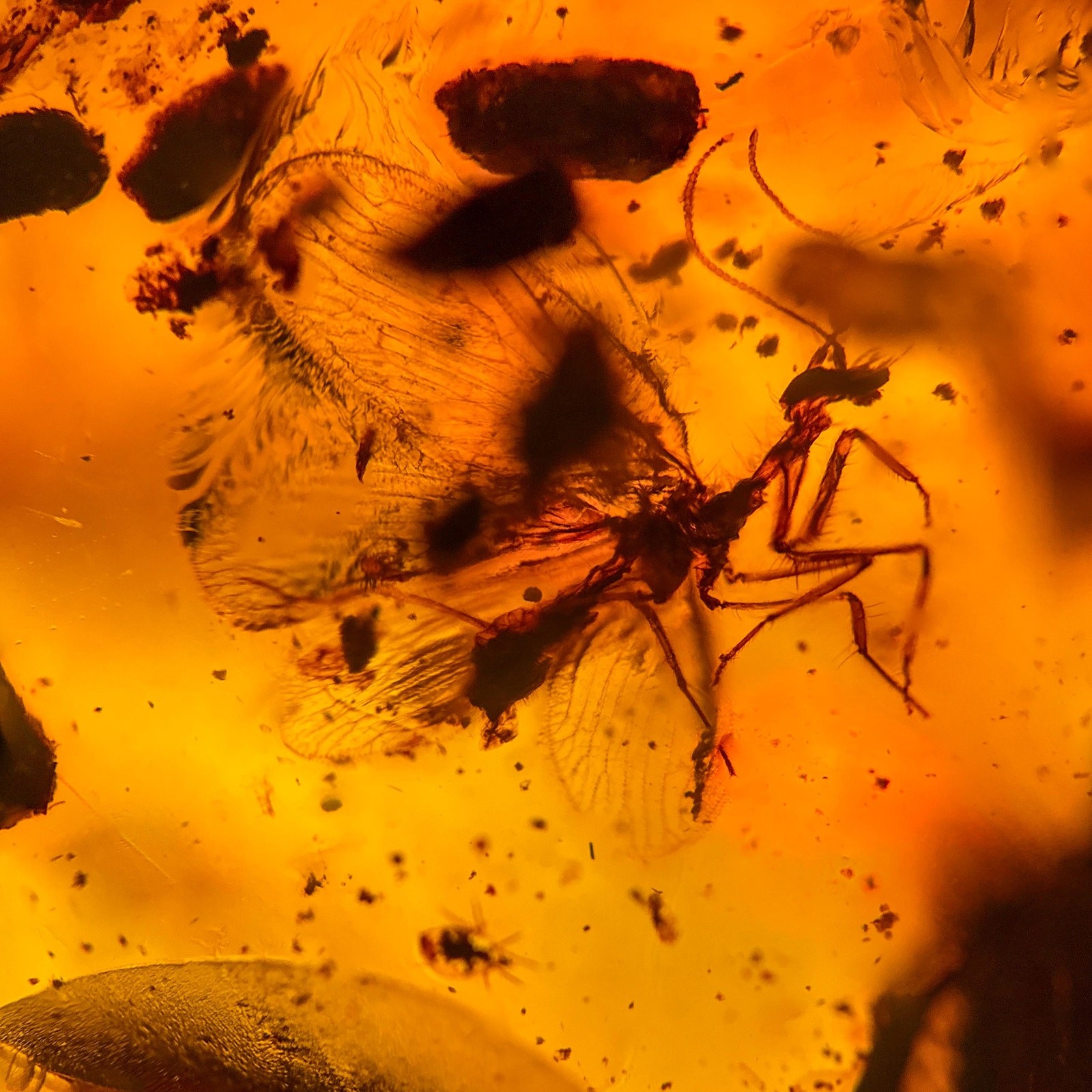 Mantisfly in Burmese / Burmite amber fossil / 100% genuine amber 
