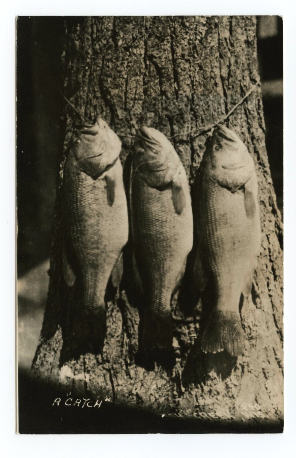 Bass Fish on Stringer Fishing RPPC Postcard