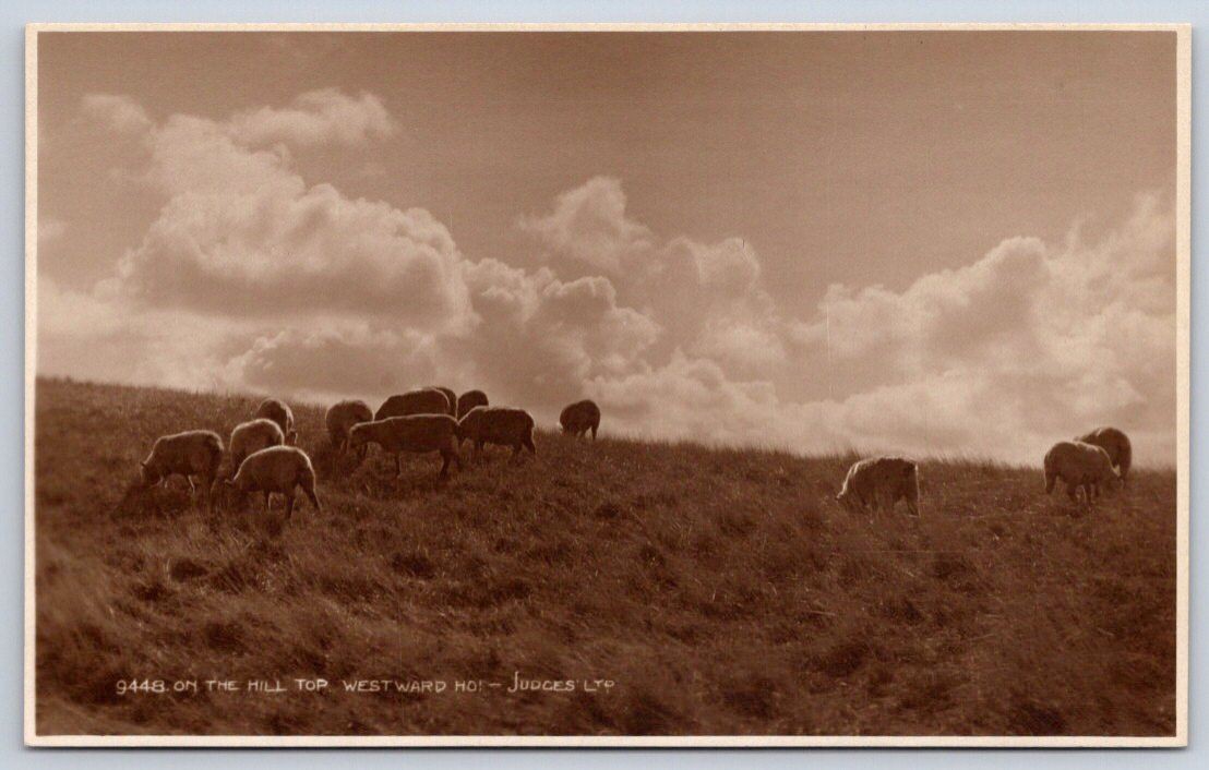 Antique England Postcard Westward HO Sheep on the Hill Top 1920s Antique England Postcard Westward HO Sheep on the Hill Top 1920s