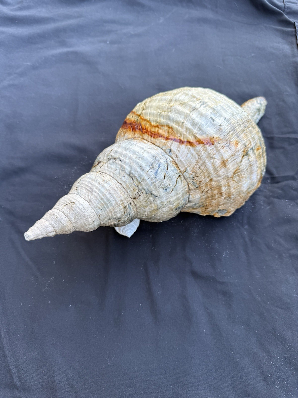 RARE fossilized Horse conch shell from central Florida..Pliocene era.