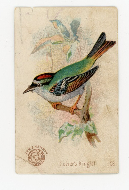 1880s-90s Arm & Hammer Beautiful Birds Cuvier\'s Kinglet Trade Card F210