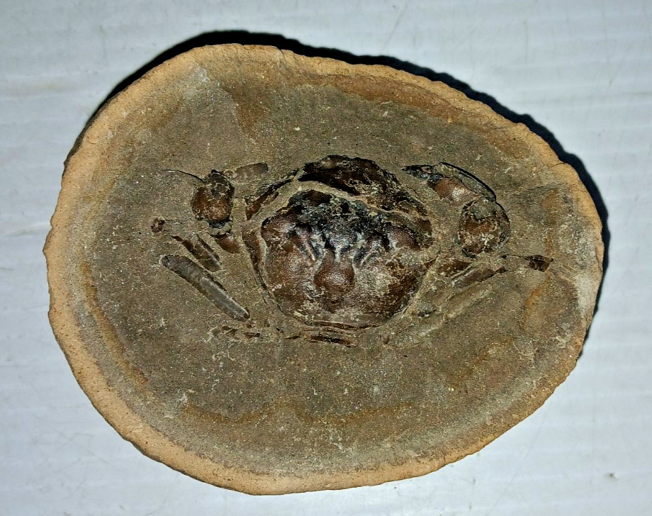 Pulalius Vulgaris Crab Fossil Specimen Clallam Formation Washington State