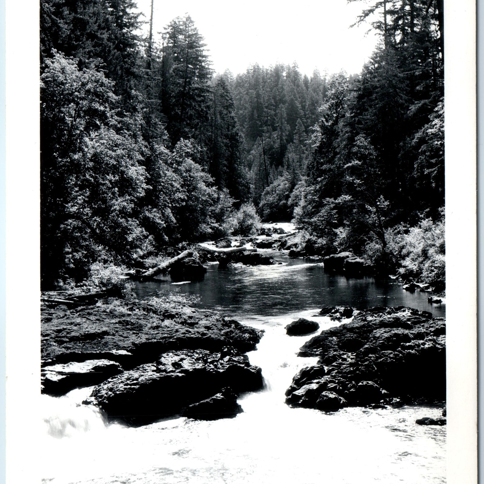 c1950s Santiam River, OR RPPC Oregon Forest Mountain Stream Landscape Postcard