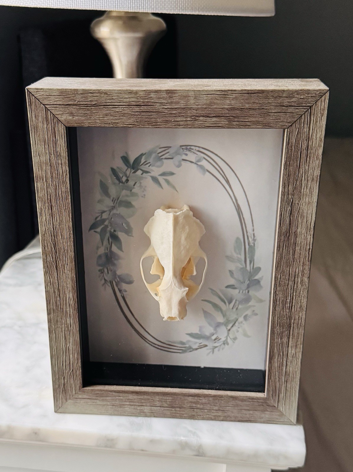 Handmade Framed Mink Skull Display Collectible