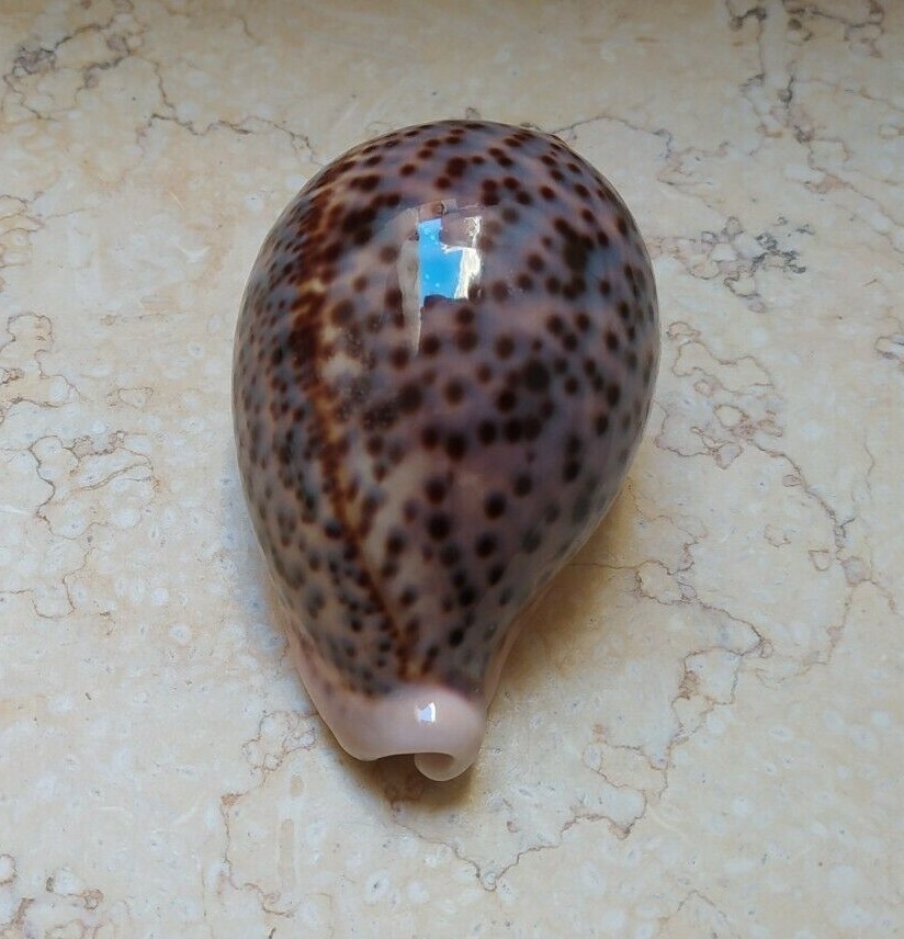 F cypraea pantherina rare size HUGE 99.9mm F+++ specimen red sea shell panther