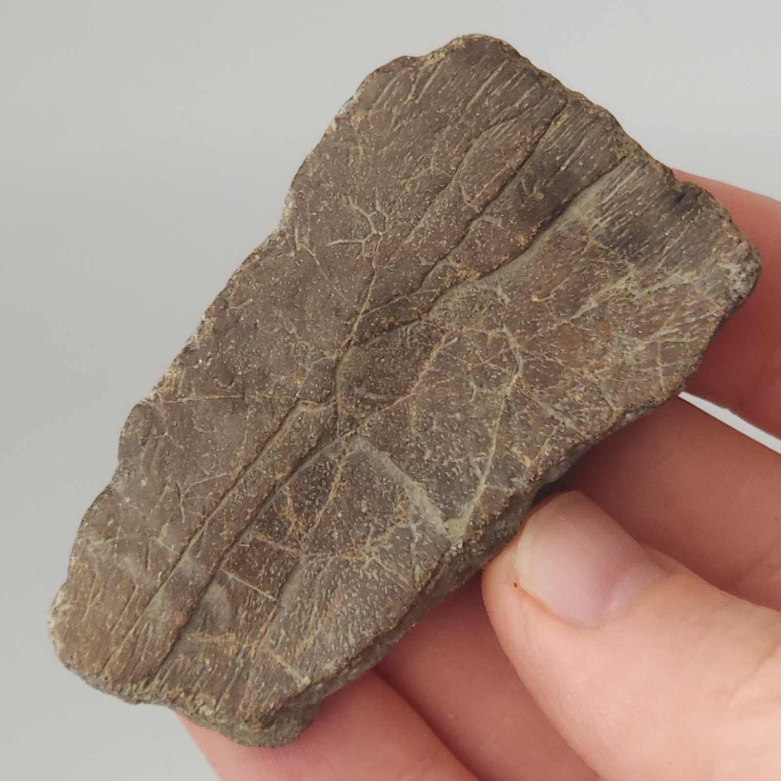 Marine Turtle Shell Fossil - Very Large (Protostega?) - Ozan Fm. - Fannin Co, TX Marine Turtle Shell Fossil - Very Large (Protostega?) - Ozan Fm. - Fannin Co, TX