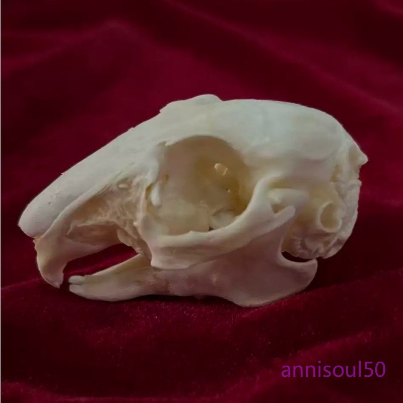 5/10Pcs Rabbit Skull Specimen Degreased Bleached Animal Bone Ornament Gift NEW