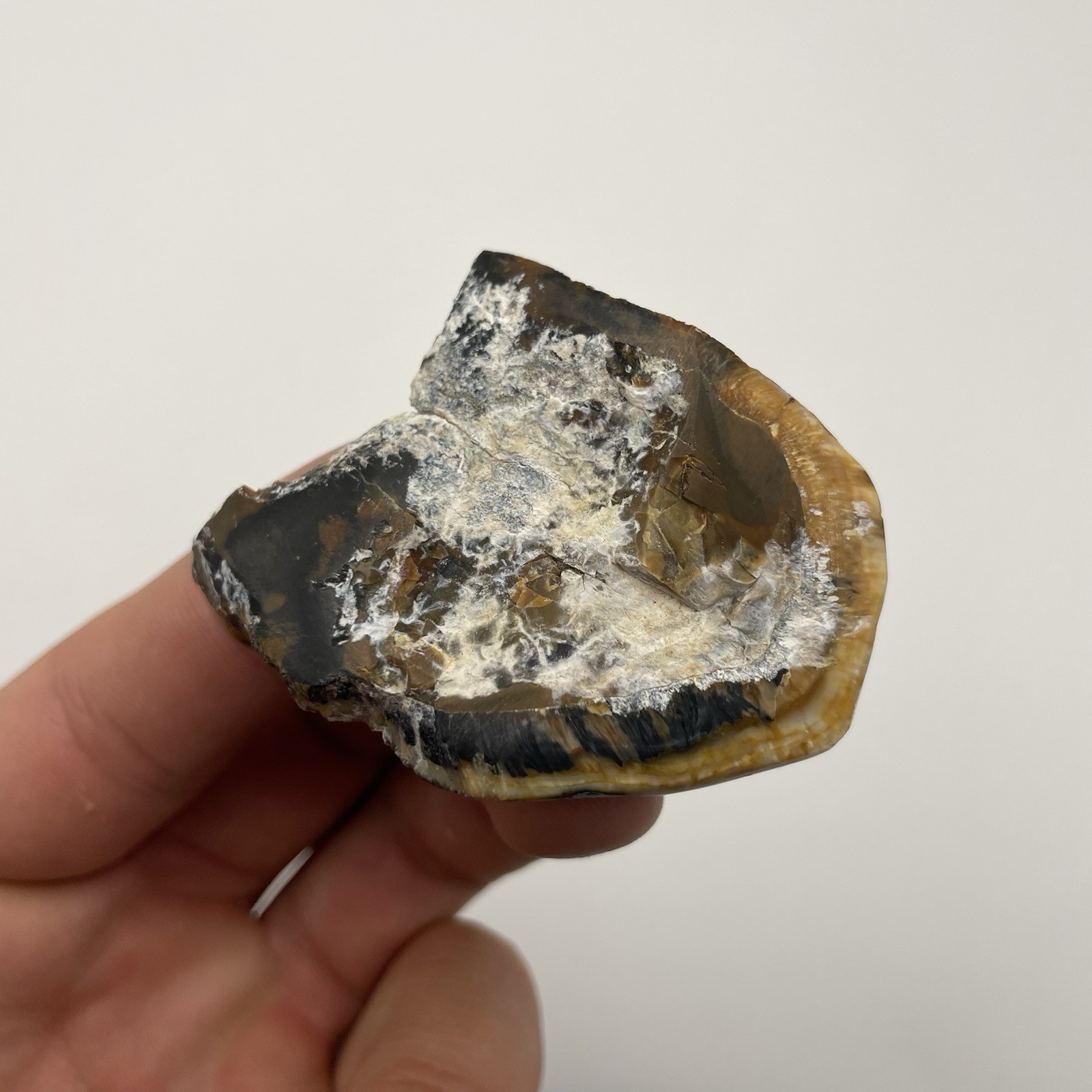 Partial Ice Age Mammal Tooth Fossil Polished Central Florida