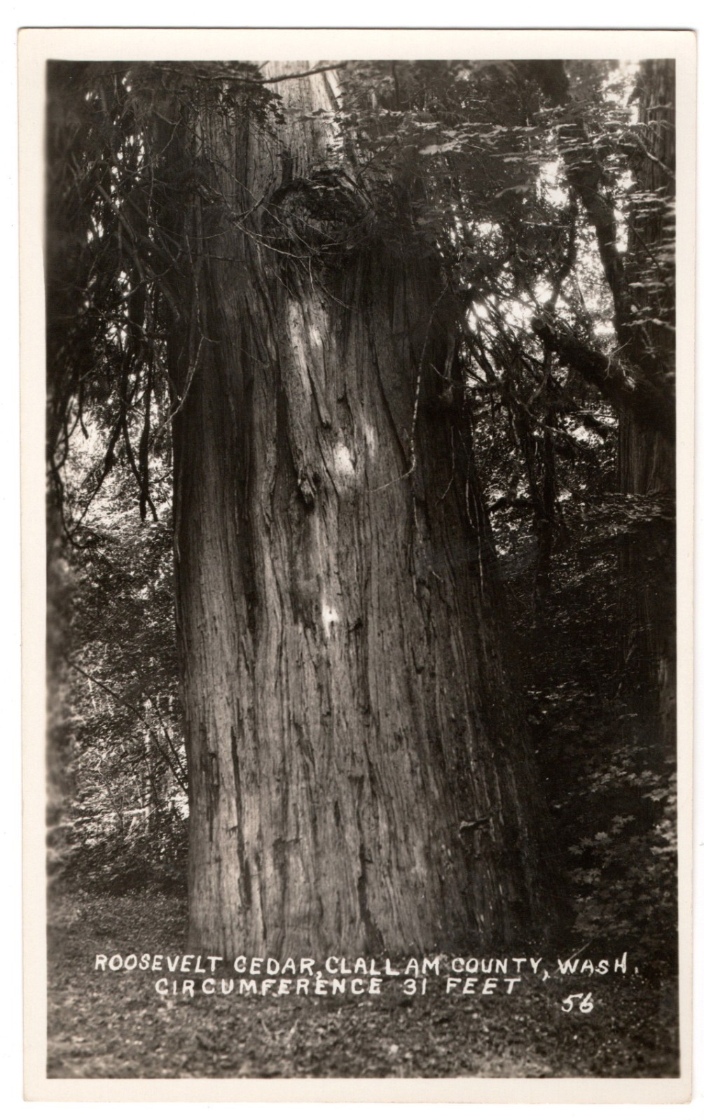RPPC Roosevelt Cedar Clallam County WA Giant Big Tree 31 Ft Vintage Postcard RPPC Roosevelt Cedar Clallam County WA Giant Big Tree 31 Ft Vintage Postcard