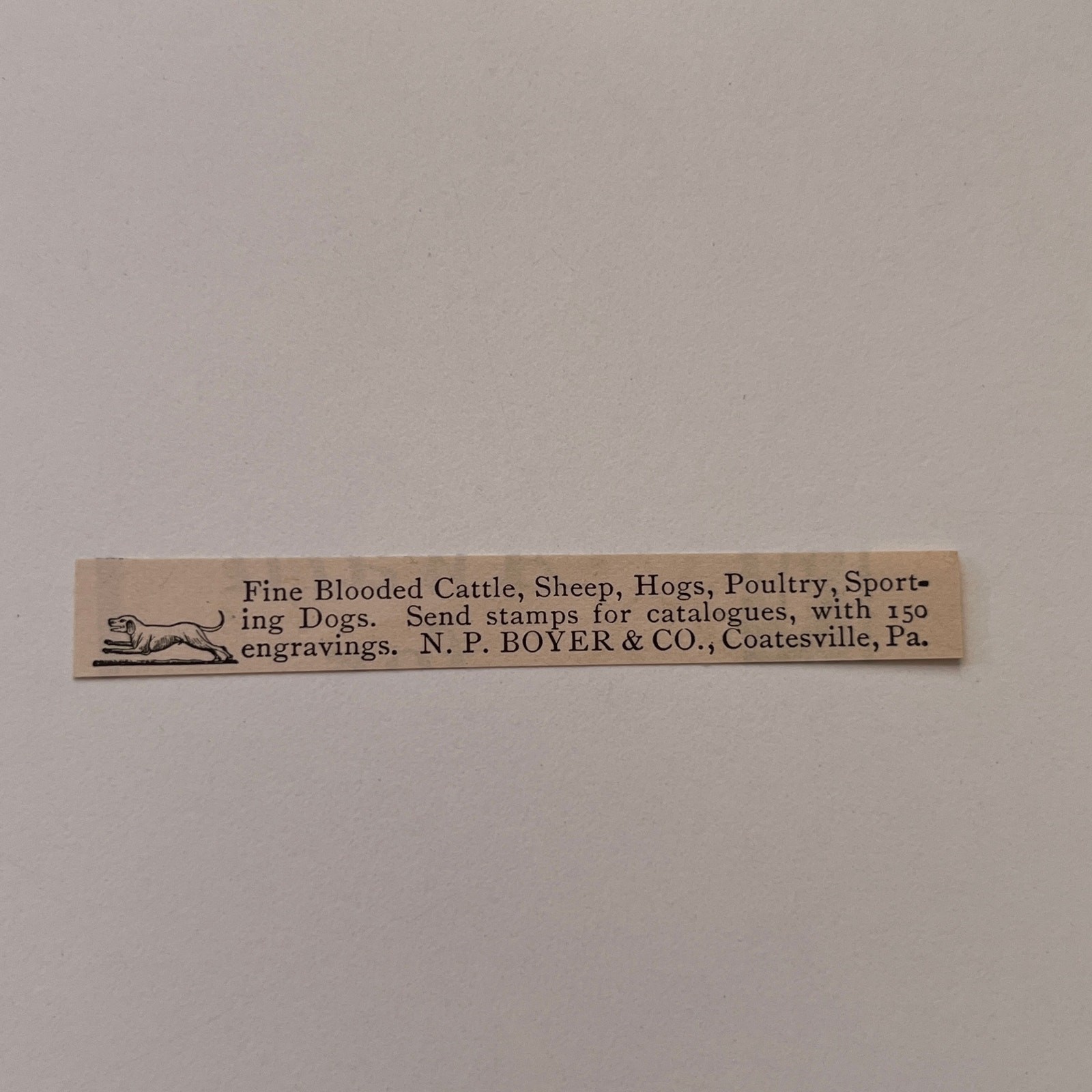 N. P. Boyer & Co. Fine Blooded Cattle Coatesville PA 1894 Clipping SAI6-S49