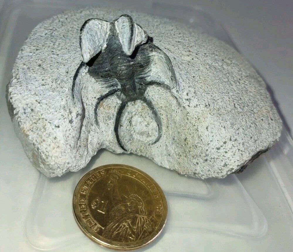 Rare Fossil Ceratarges Trilobite From Morocco Devonian Rare Fossil Ceratarges Trilobite From Morocco Devonian
