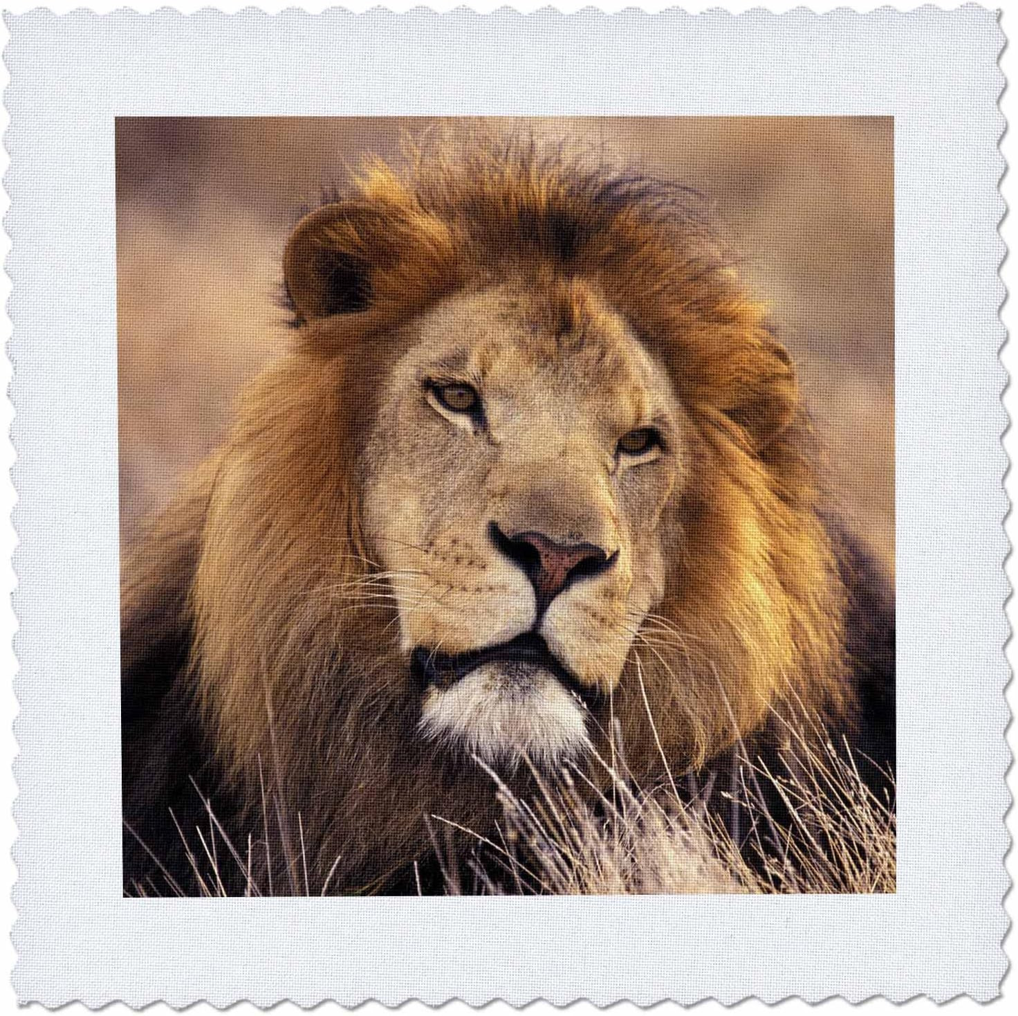 Danita Delimont - Lions - Africa. Male African Lion (Panthera Leo) - NA02 SWE003