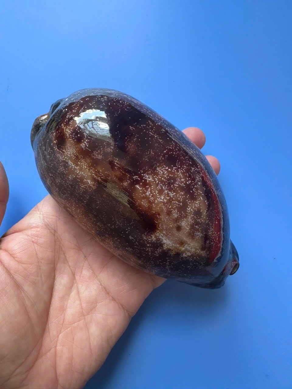 131.5mm | Cypraea Testudinaria | F+++ GEM| GIANT | DARK PURPLE color | RARE 131.5mm | Cypraea Testudinaria | F+++ GEM| GIANT | DARK PURPLE color | RARE