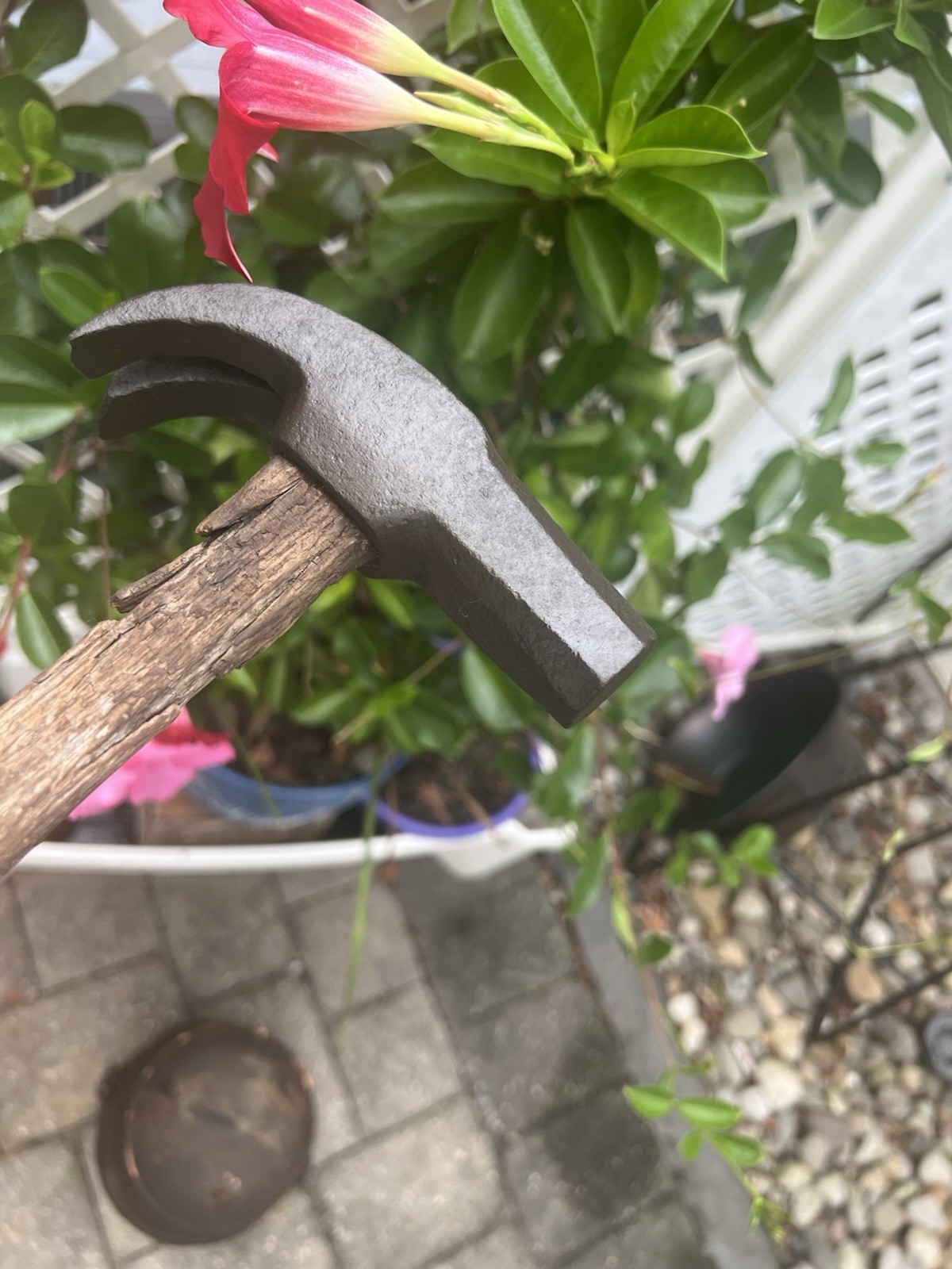 Very Old  Nail Hammer Adze Eye Octagon Face Wood Handle 24 oz. Ram's Horns Claws