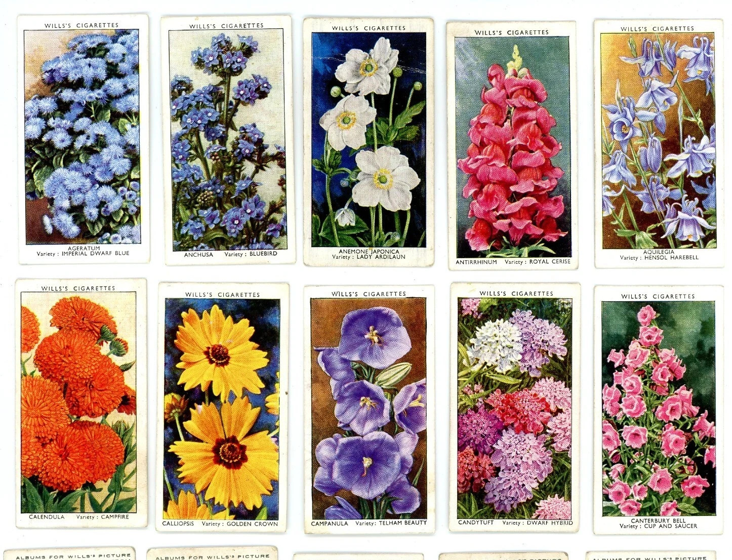 1938 W. D. & H. O. WILLS GARDEN FLOWERS 50 TOBACCO CARD SET 1938 W. D. & H. O. WILLS GARDEN FLOWERS 50 TOBACCO CARD SET
