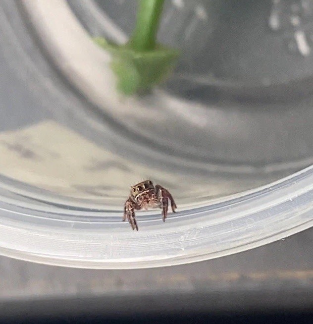 Live Pet i4 Bold Jumping Spiders Live Pet i4 Bold Jumping Spiders