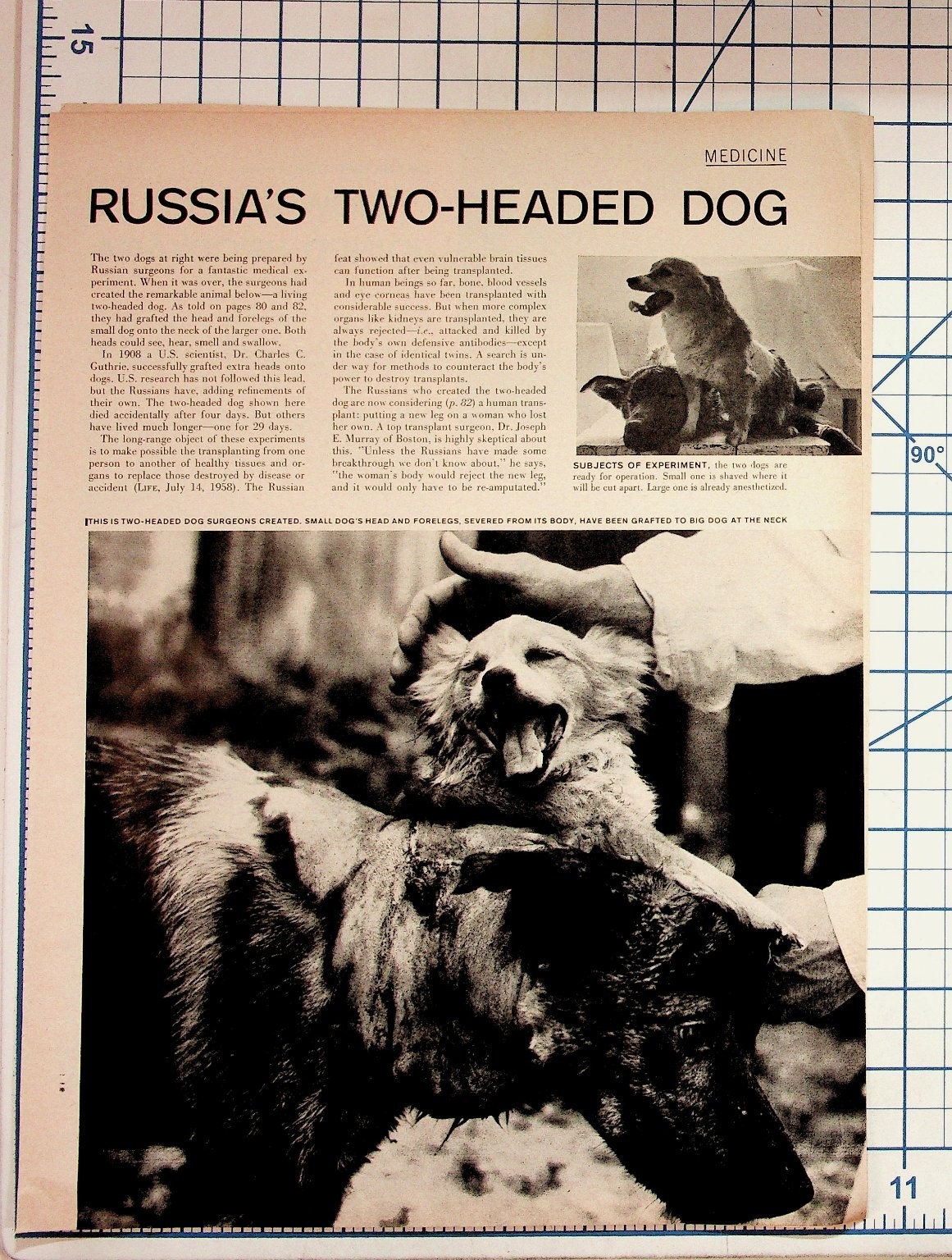 1959 Life Magazine Russia's Two-Headed Dog Demikhov Soviet Science Ephemera 1959 Life Magazine Russia's Two-Headed Dog Demikhov Soviet Science Ephemera