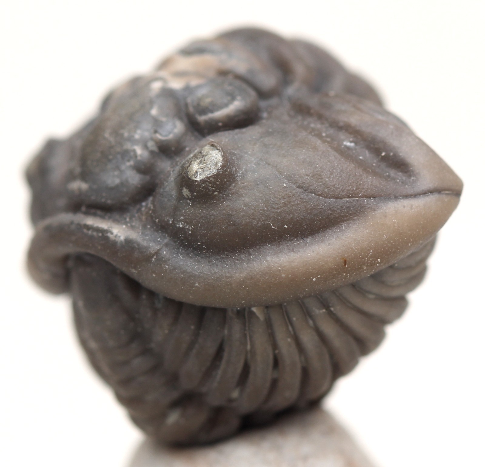 TRILOBITE Fossil Specimen FLEXICALYMENE Enrolled Mineral Sea Life Natural OHIO