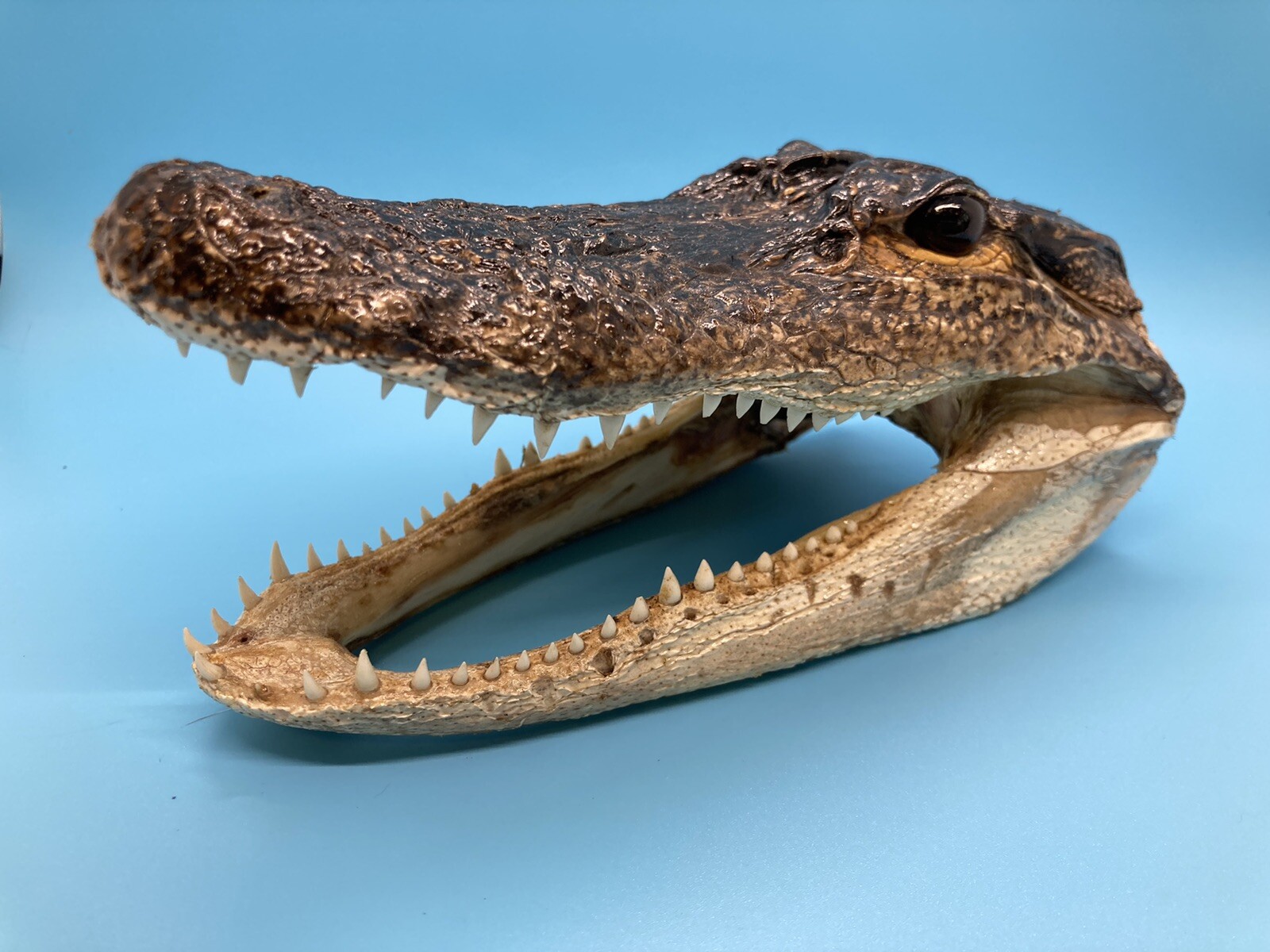 Jumbo 7-8” American Alligator Head Genuine Louisiana Gator