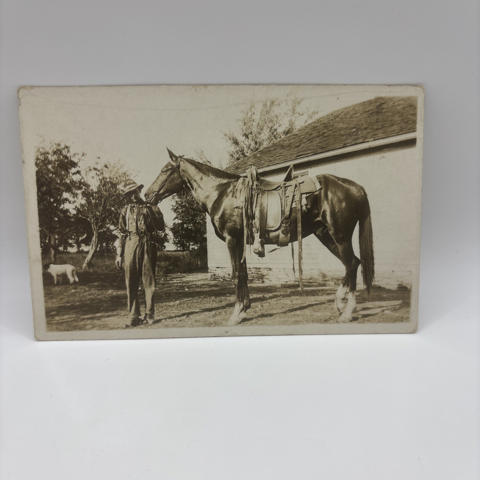 RPPC Postcard Beautiful Horse With Owner