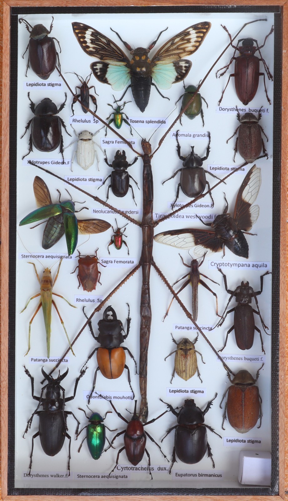 Stick Insect Taxidermy Display Case Mixed Insects Wood Glass Shadow Box 14x8X1.5