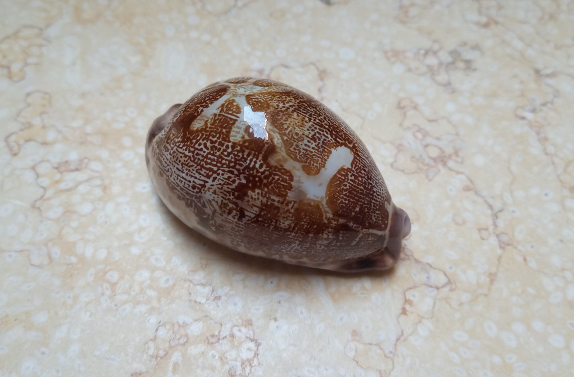 F Cypraea rosea mappa singularis GEM great pattern natural glossy 70.2 mm F++++