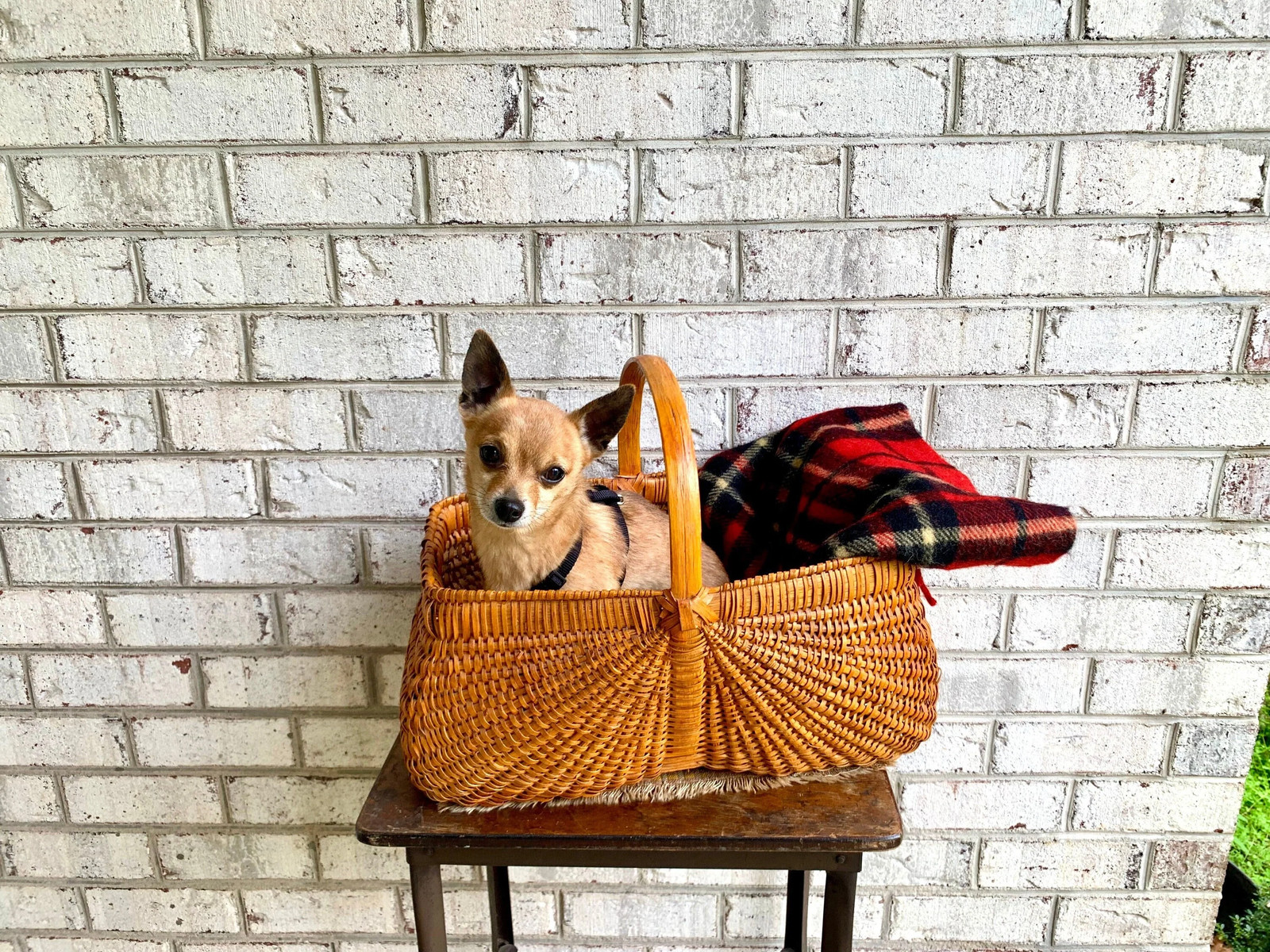 Vtg Wicker Basket With Handle | Wicker Gathering Basket | 80\'s Bohemian Basket