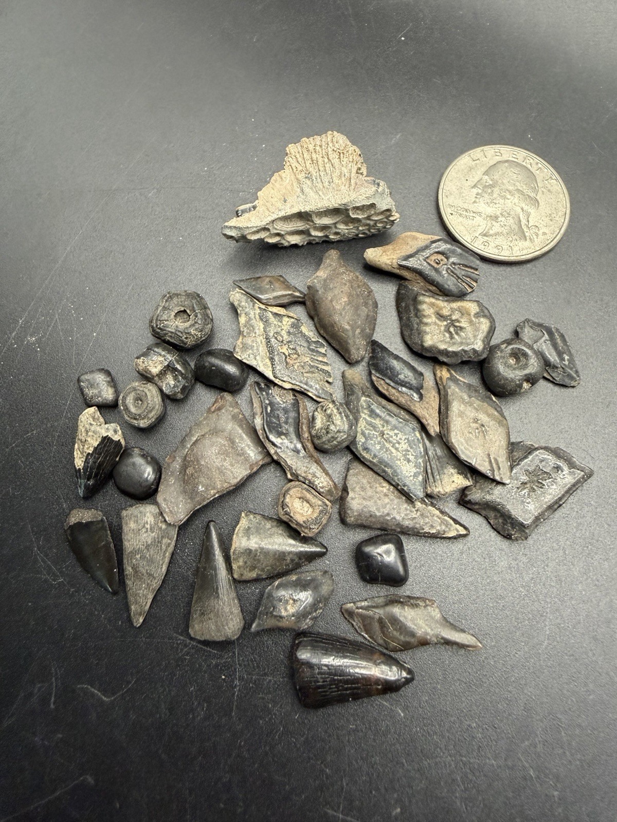 Fish Fossil Collection - Gar Scales, Drum Fish Teeth, Barracuda Etc Fish Fossil Collection - Gar Scales, Drum Fish Teeth, Barracuda Etc