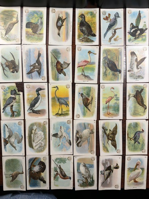 Useful Birds of America 30 cards (complete), Church & Co 1908 AWESOME SET