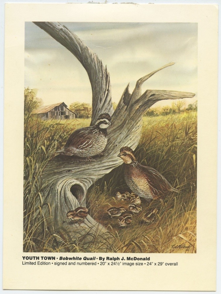 Bobwhite Quail by Ralph J. McDonald Print Card