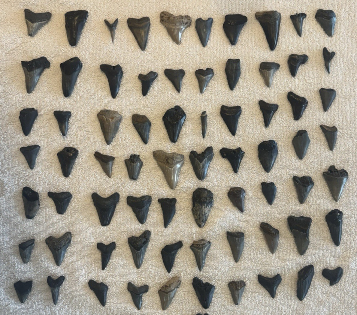 Lot 70 Shark Teeth 1.25\