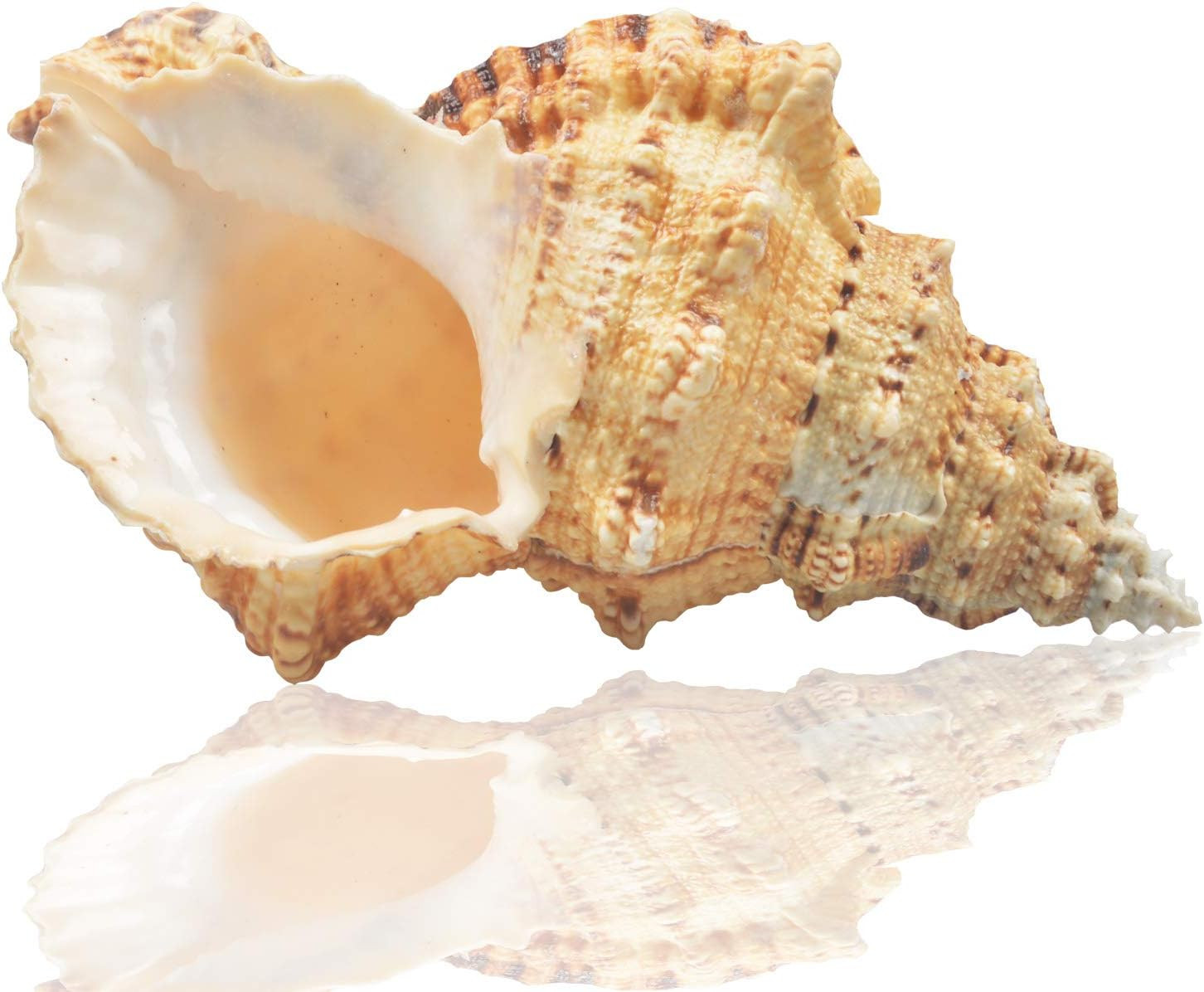 Large Natural Sea Shells, Huge Ocean Conch 7-8 Inches Jumbo Seashells Perfect fo