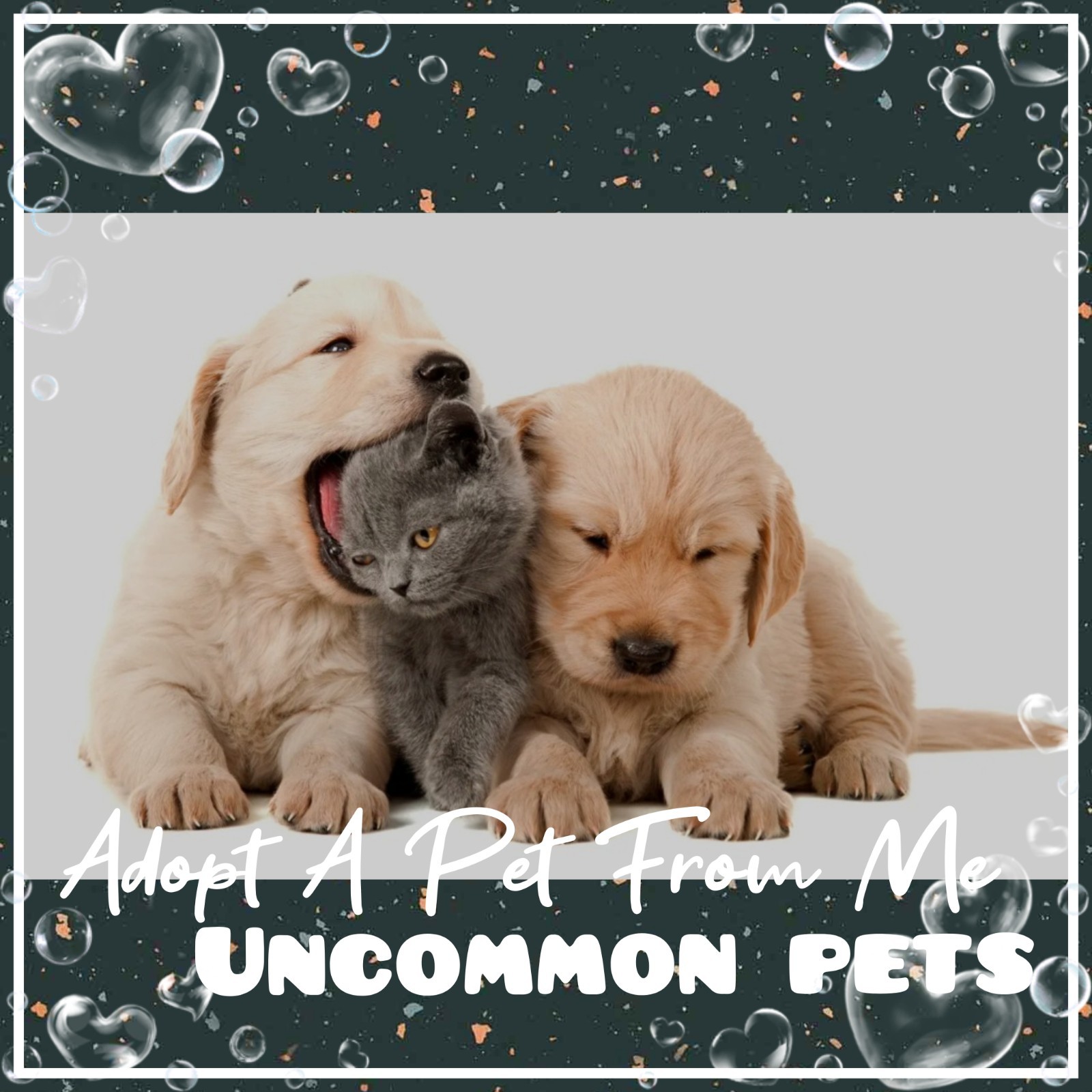 🌸 AĐ0PT (All Stuff FRM M3) Today 🌸 🌟Uncommon🌟 FR 💜 F 💚 R 🩵 NP 💖
