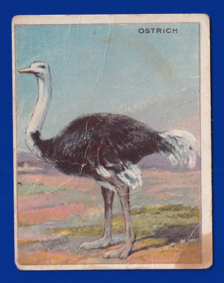 OSTRICH 1909-11 HASSAN T29 ANIMALS 