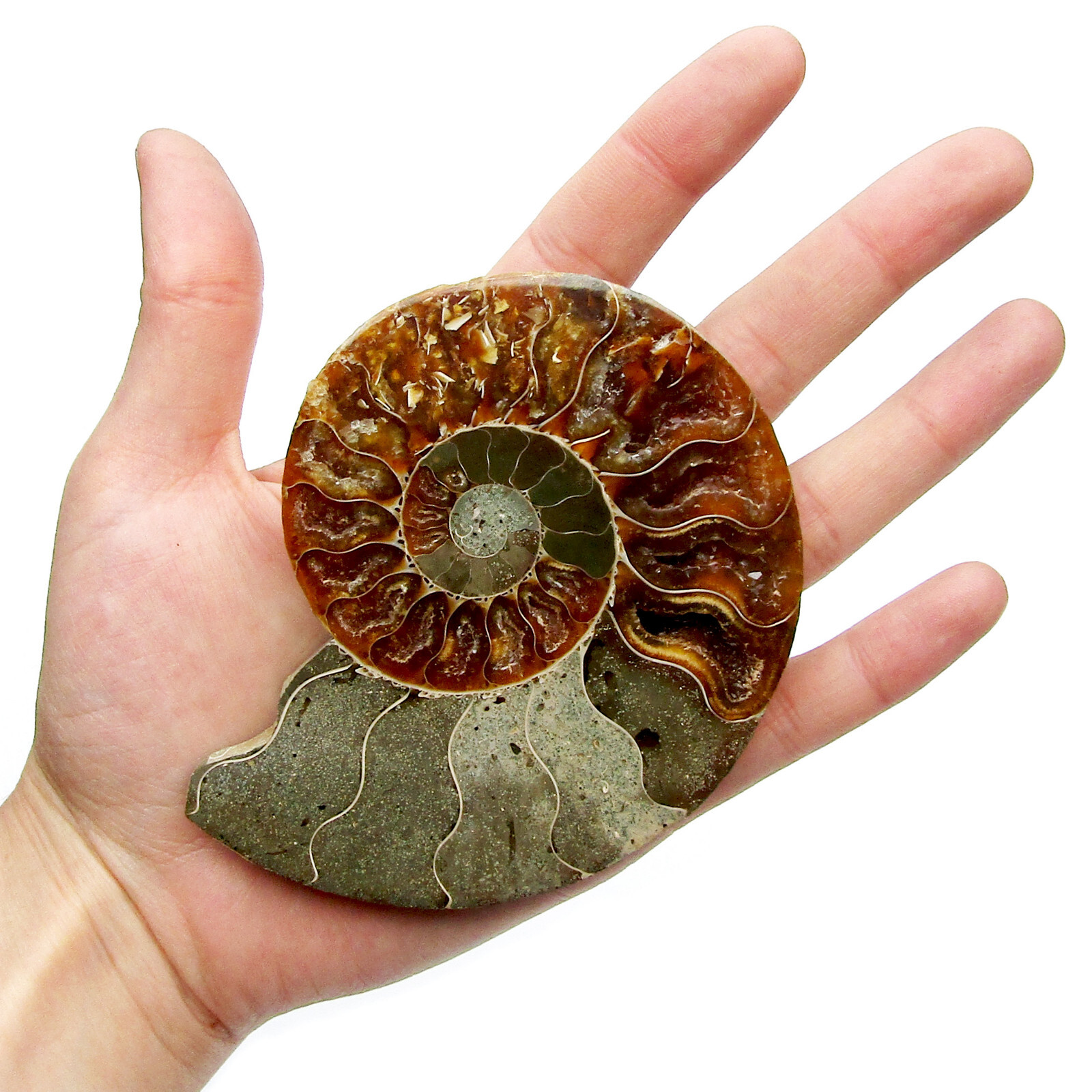 Ammonite X-LARGE extinct shelled cephalopod fossil specimen Madagascar