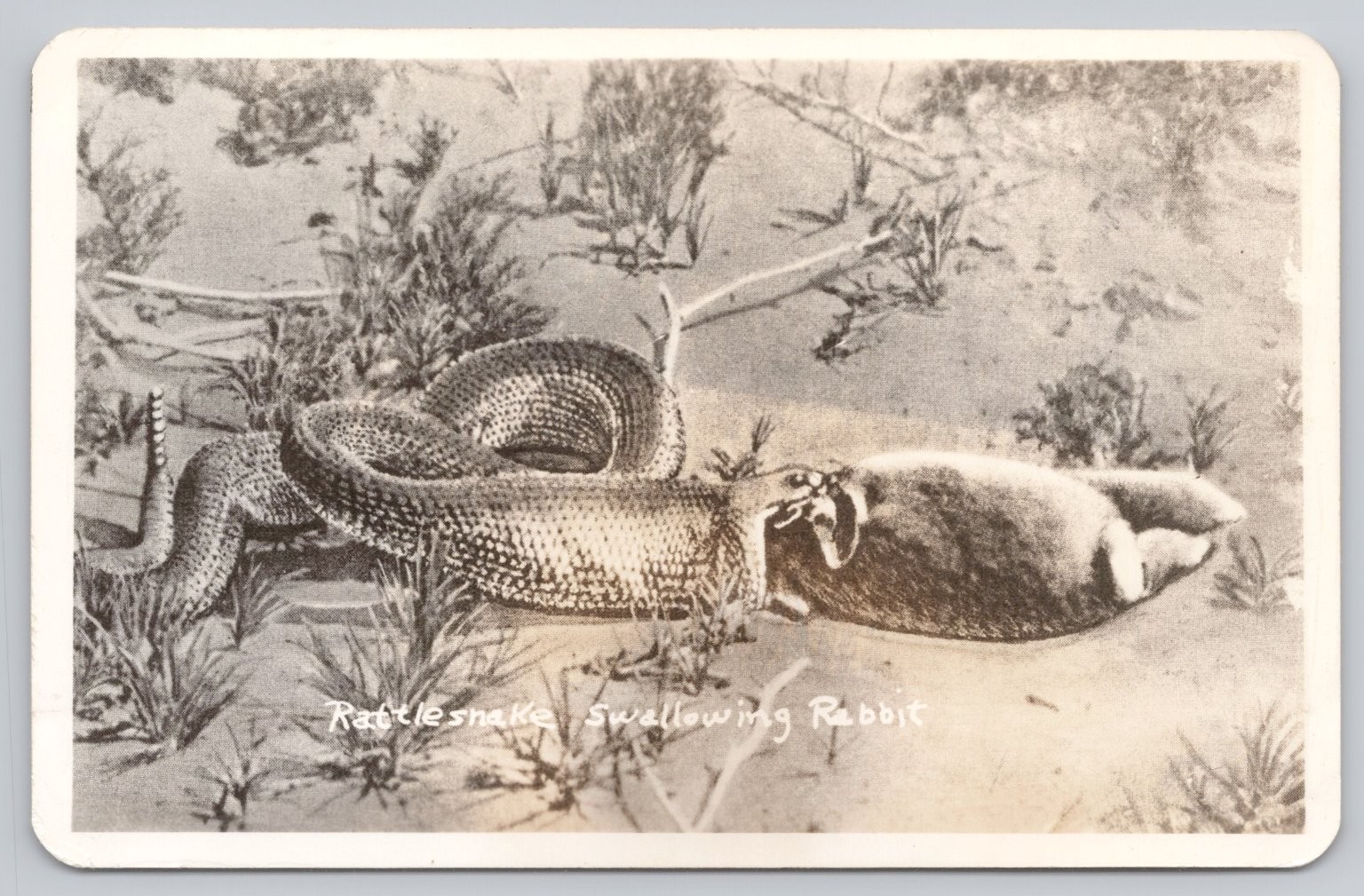 Vintage Real Photo Postcard Rattlesnake Swallowing Rabbit Monahans Texas RPPC Vintage Real Photo Postcard Rattlesnake Swallowing Rabbit Monahans Texas RPPC